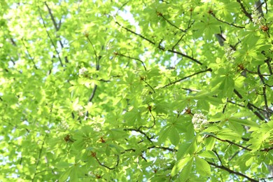 Photo of Beautiful tree crown with green leaves as background, closeup