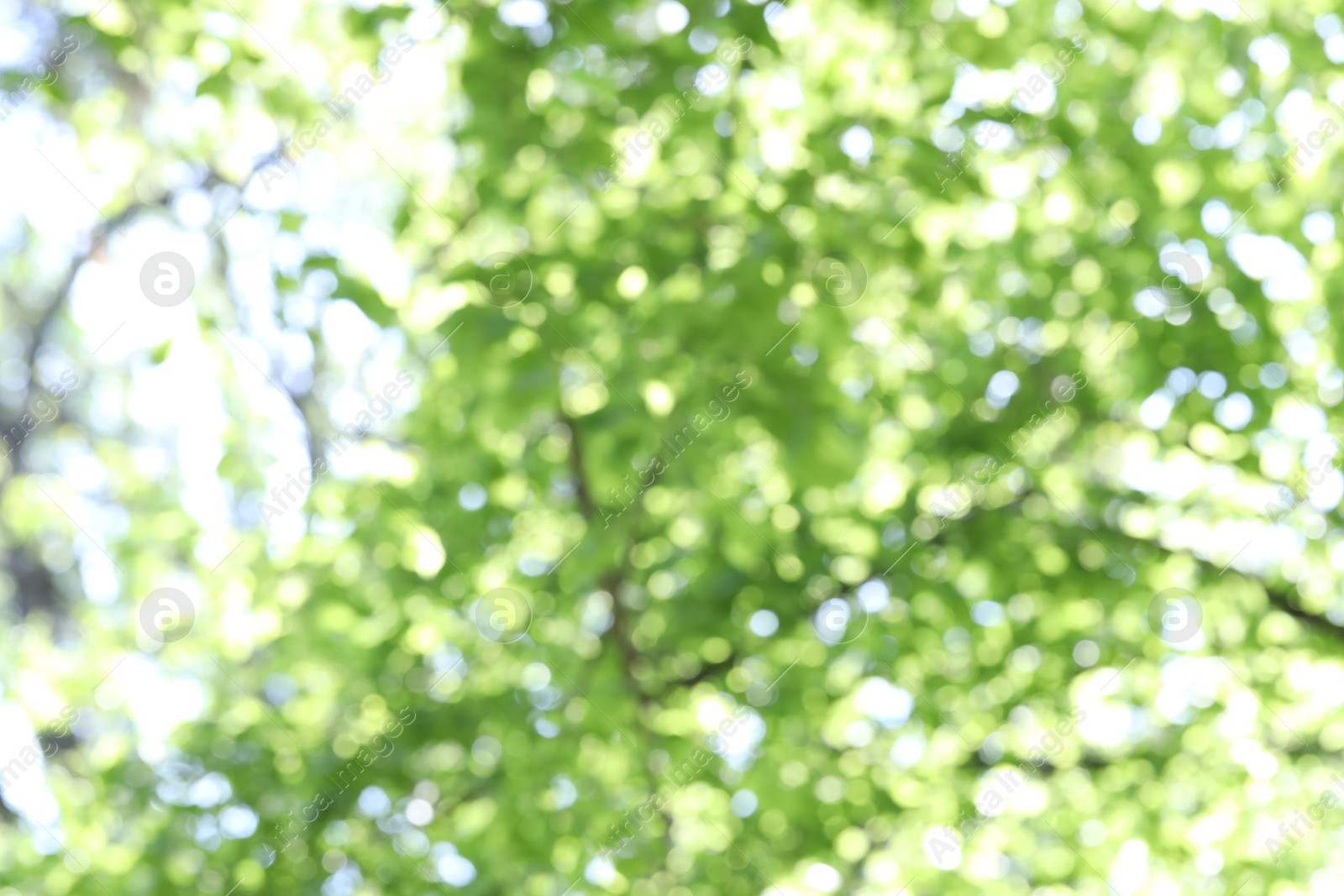 Blurred view of beautiful tree crown, closeup Photo of Blurred view of beautiful tree crown, closeup