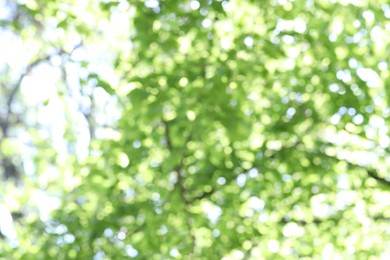 Photo of Blurred view of beautiful tree crown, closeup