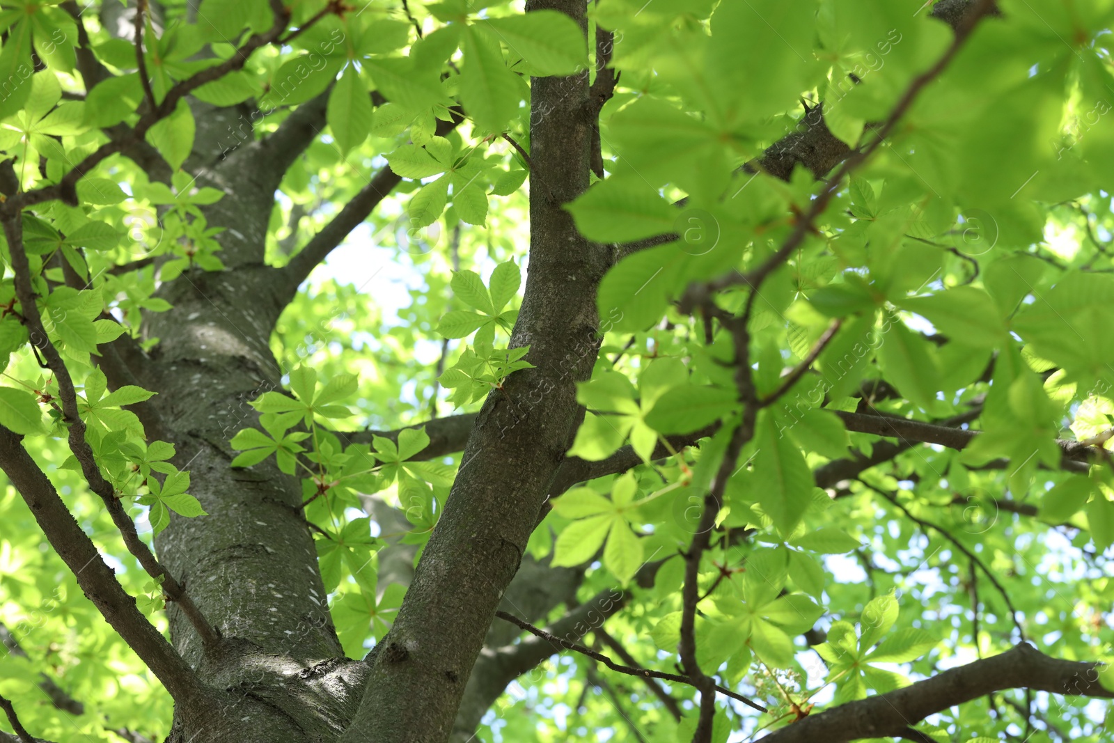 Beautiful tree crown with green leaves as background, low angle view Photo of Beautiful tree crown with green leaves as background, low angle view