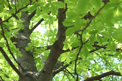 Photo of Beautiful tree crown with green leaves as background, low angle view