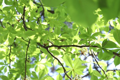 Photo of Beautiful tree crown with green leaves as background, closeup