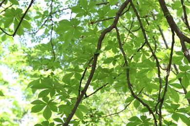 Photo of Beautiful tree crown with green leaves as background, closeup
