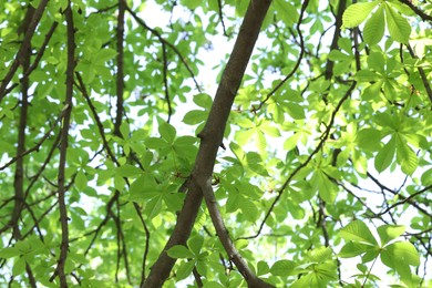 Photo of Beautiful tree crown with green leaves as background, closeup