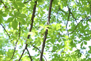 Photo of Beautiful tree crown with green leaves as background, low angle view