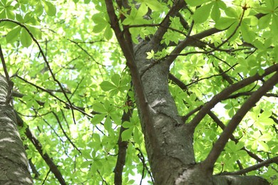 Photo of Beautiful tree crown with green leaves as background, low angle view