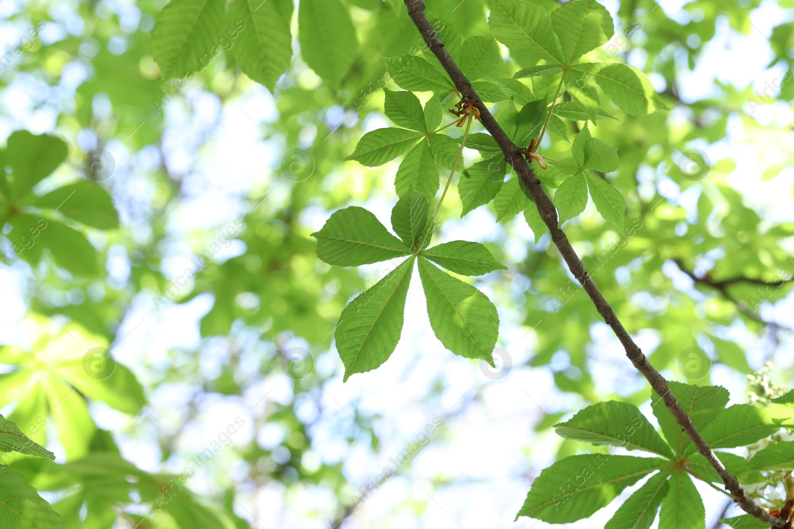 Beautiful tree crown with green leaves as background, closeup Photo of Beautiful tree crown with green leaves as background, closeup