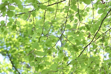Photo of Beautiful tree crown with green leaves as background, closeup