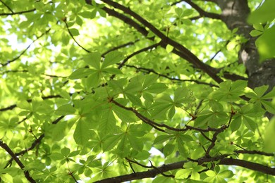 Photo of Beautiful tree crown with green leaves as background, low angle view
