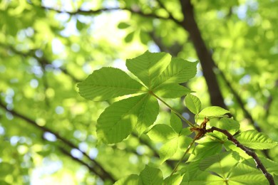 Photo of Beautiful tree crown with green leaves as background, closeup