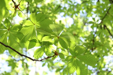Photo of Beautiful tree crown with green leaves as background, closeup