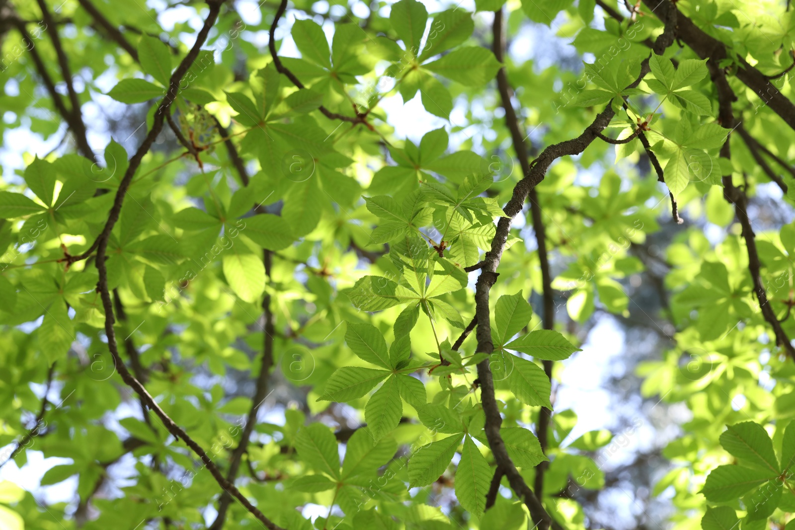 Beautiful tree crown with green leaves as background, closeup Photo of Beautiful tree crown with green leaves as background, closeup
