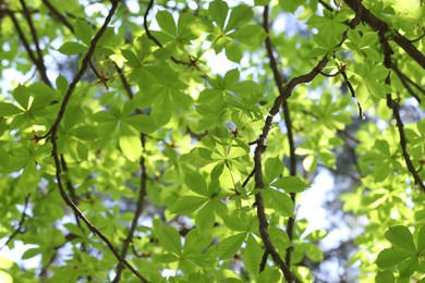 Photo of Beautiful tree crown with green leaves as background, closeup