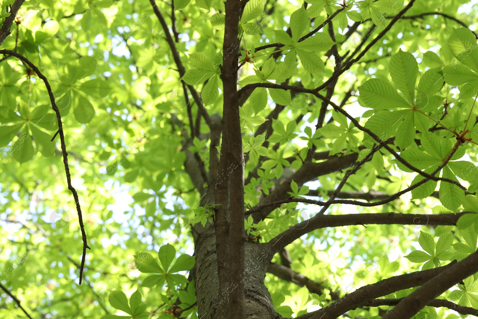 Beautiful tree crown with green leaves as background, low angle view Photo of Beautiful tree crown with green leaves as background, low angle view