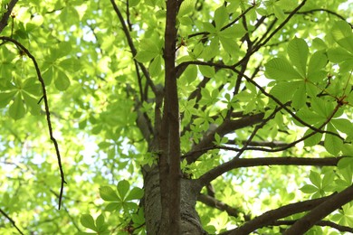 Photo of Beautiful tree crown with green leaves as background, low angle view