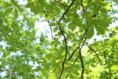 Photo of Beautiful tree crown with green leaves as background, closeup