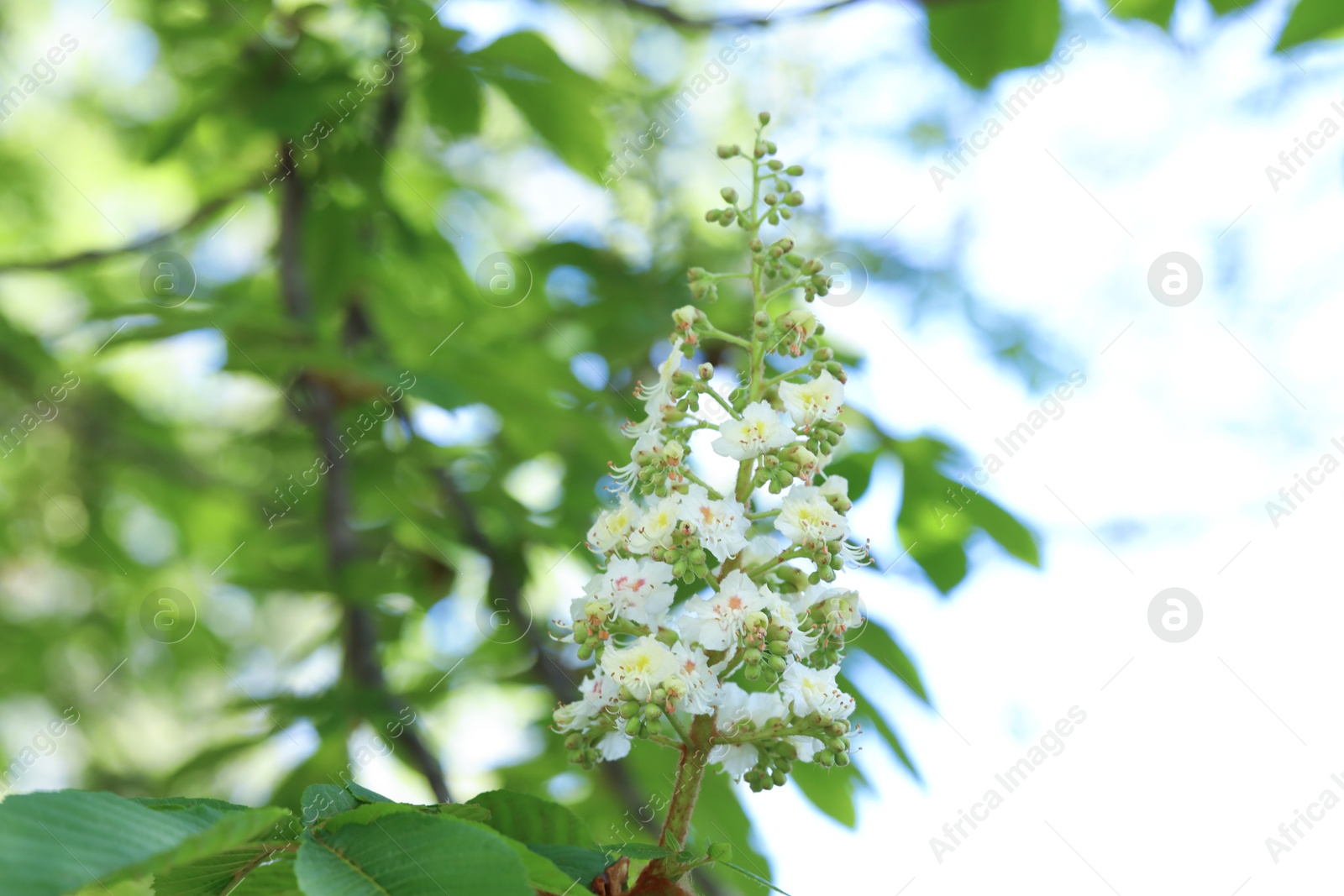 Chestnut branch with beautiful blossom outdoors, closeup Photo of Chestnut branch with beautiful blossom outdoors, closeup