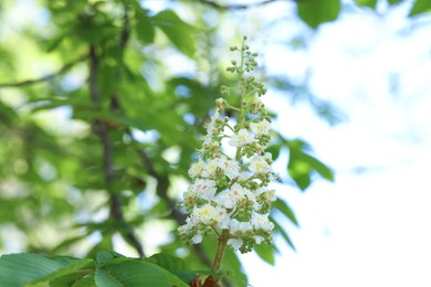 Photo of Chestnut branch with beautiful blossom outdoors, closeup