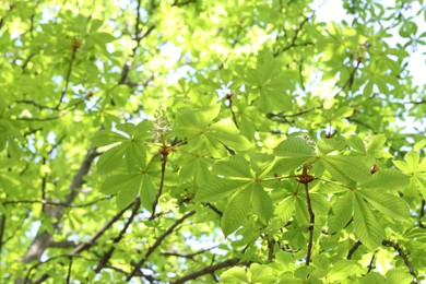 Photo of Beautiful tree crown with green leaves as background, low angle view