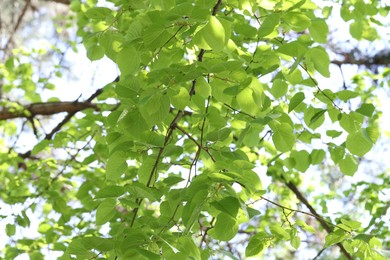 Photo of Beautiful tree crown with green leaves as background, low angle view