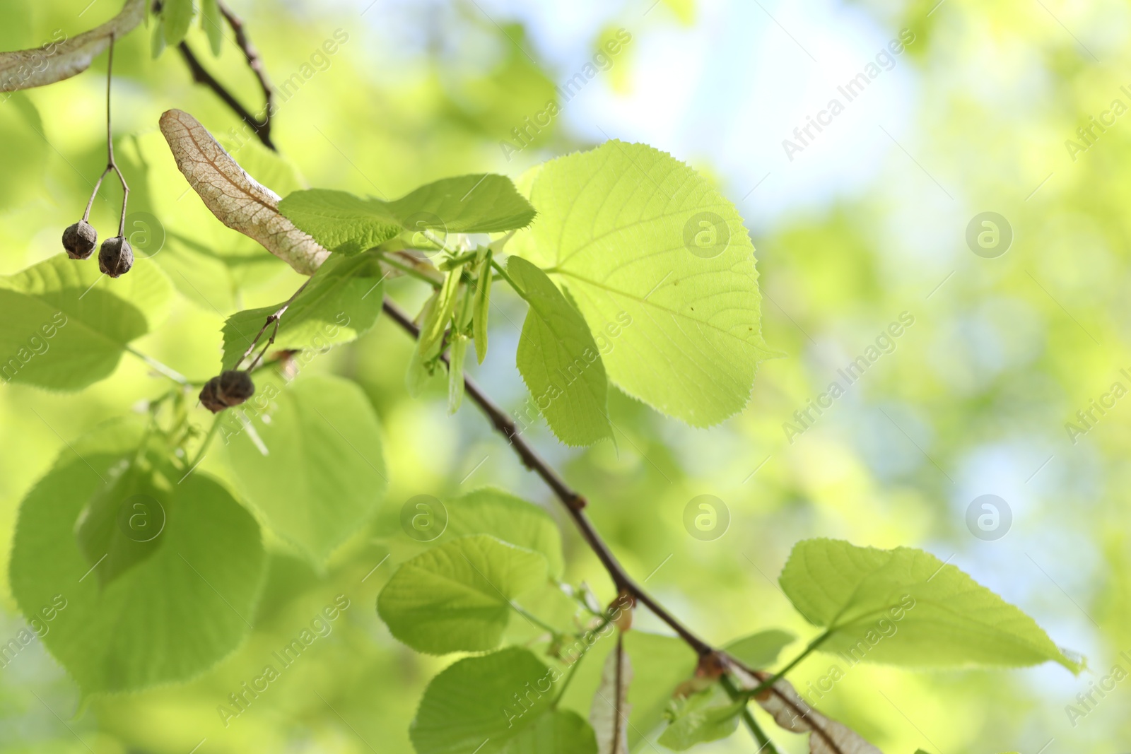 Beautiful tree crown with green leaves as background, closeup Photo of Beautiful tree crown with green leaves as background, closeup