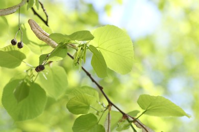 Photo of Beautiful tree crown with green leaves as background, closeup