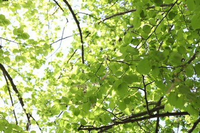 Photo of Beautiful tree crown with green leaves as background, low angle view
