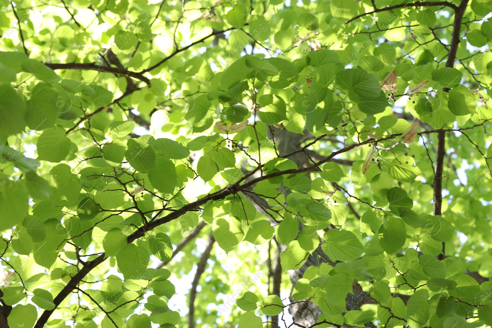 Beautiful tree crown with green leaves as background, low angle view Photo of Beautiful tree crown with green leaves as background, low angle view