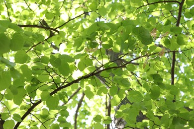 Photo of Beautiful tree crown with green leaves as background, low angle view