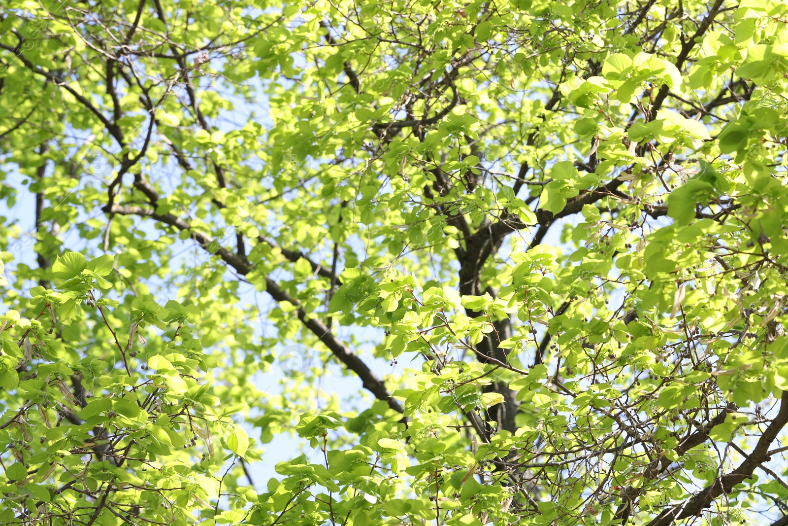 Beautiful tree crown with green leaves as background, low angle view Photo of Beautiful tree crown with green leaves as background, low angle view