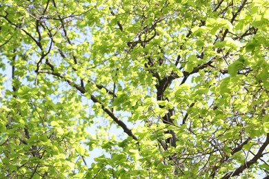 Photo of Beautiful tree crown with green leaves as background, low angle view