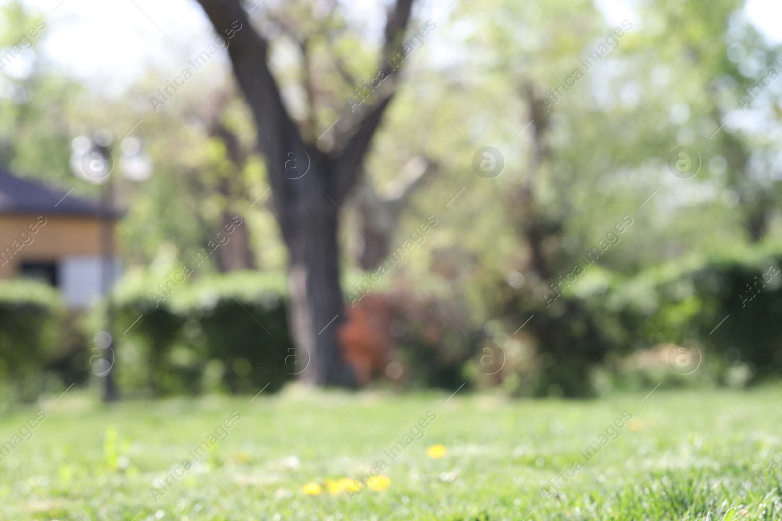 Blurred view of beautiful plants growing in park Photo of Blurred view of beautiful plants growing in park