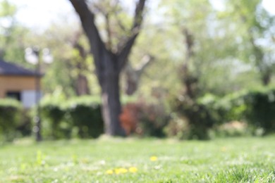 Photo of Blurred view of beautiful plants growing in park
