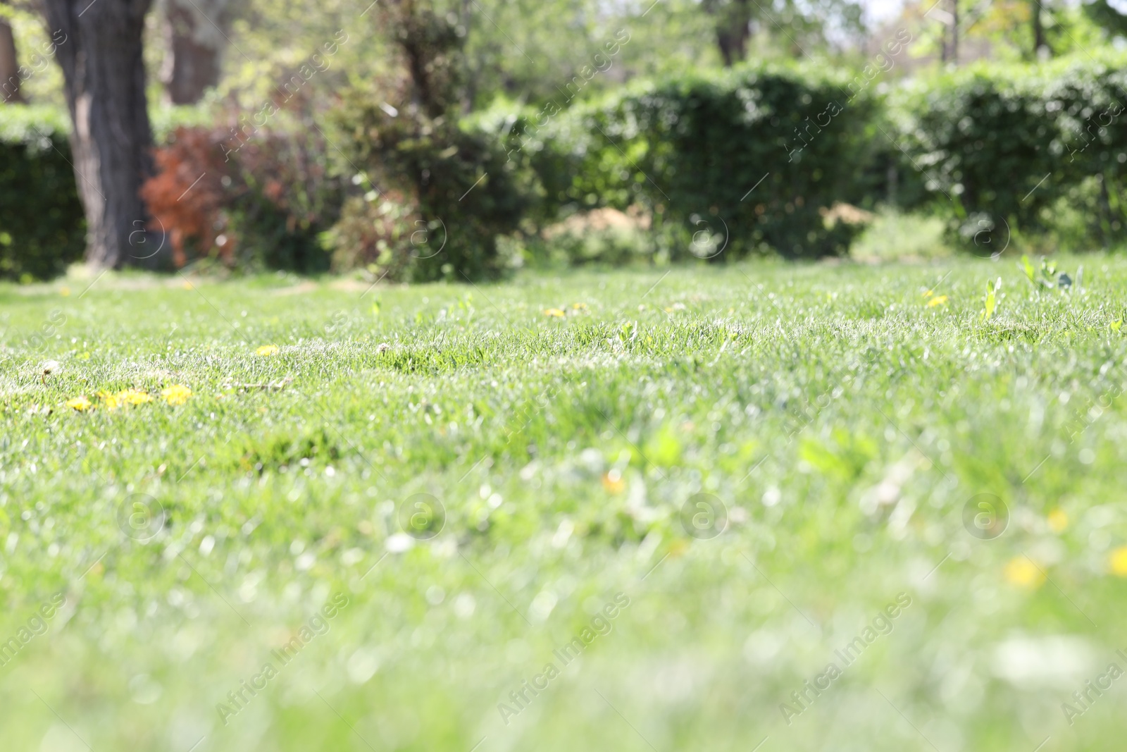 Beautiful plants growing in park, selective focus Photo of Beautiful plants growing in park, selective focus