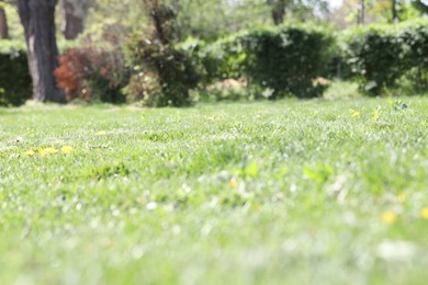 Photo of Beautiful plants growing in park, selective focus