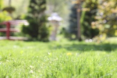 Photo of Beautiful plants growing in park, selective focus