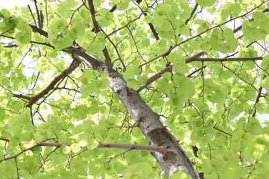 Photo of Beautiful tree crown with green leaves as background, low angle view