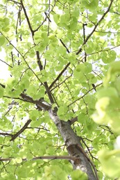 Photo of Beautiful tree crown with green leaves as background, low angle view