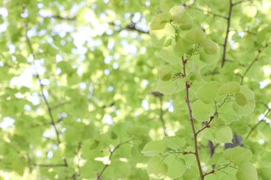 Photo of Blurred view of beautiful tree crown, closeup