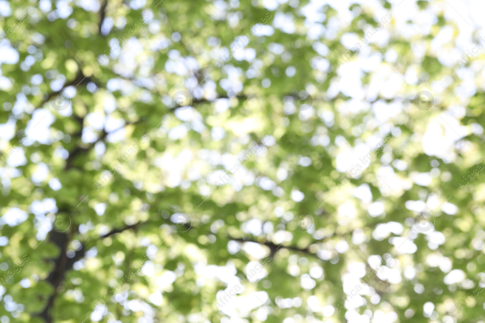 Blurred view of beautiful tree crown, closeup Photo of Blurred view of beautiful tree crown, closeup