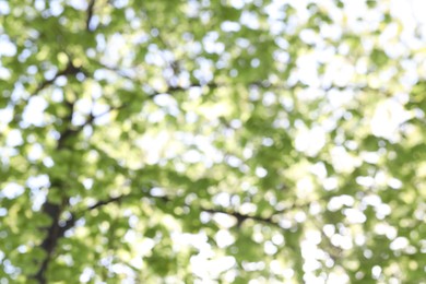 Photo of Blurred view of beautiful tree crown, closeup