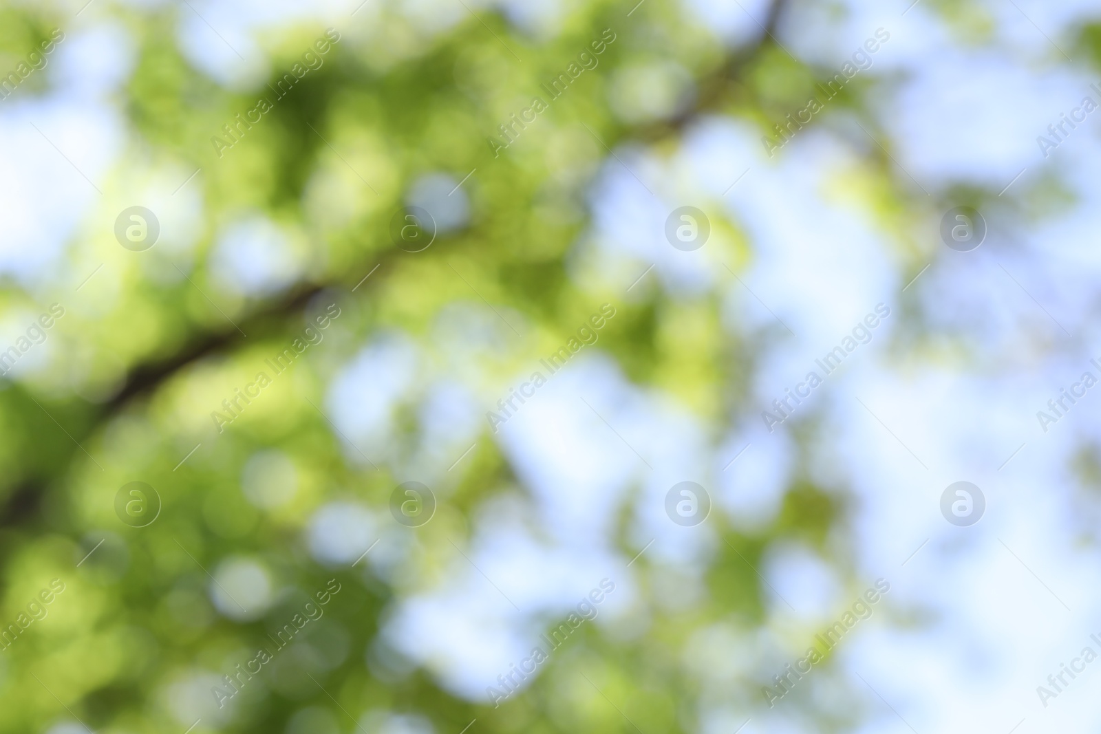 Blurred view of beautiful tree crown, closeup Photo of Blurred view of beautiful tree crown, closeup