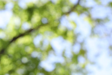 Photo of Blurred view of beautiful tree crown, closeup