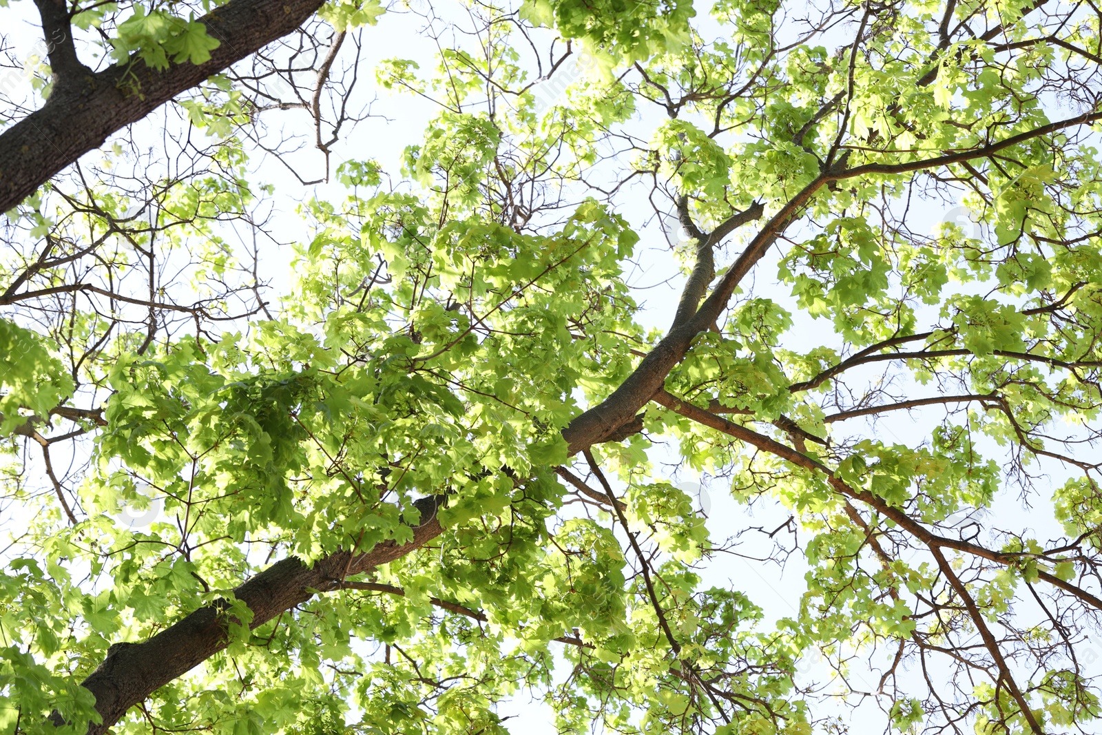 Beautiful tree crown with green leaves as background, low angle view Photo of Beautiful tree crown with green leaves as background, low angle view