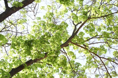 Photo of Beautiful tree crown with green leaves as background, low angle view