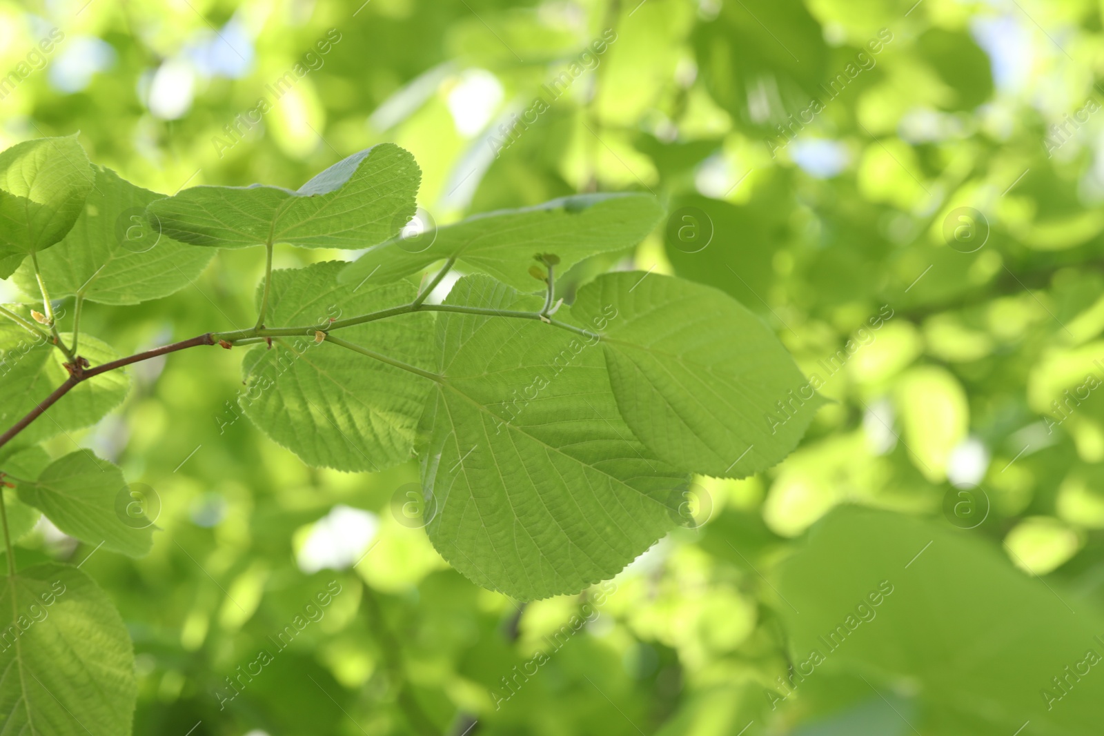 Beautiful tree crown with green leaves as background, closeup Photo of Beautiful tree crown with green leaves as background, closeup