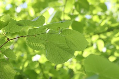 Photo of Beautiful tree crown with green leaves as background, closeup