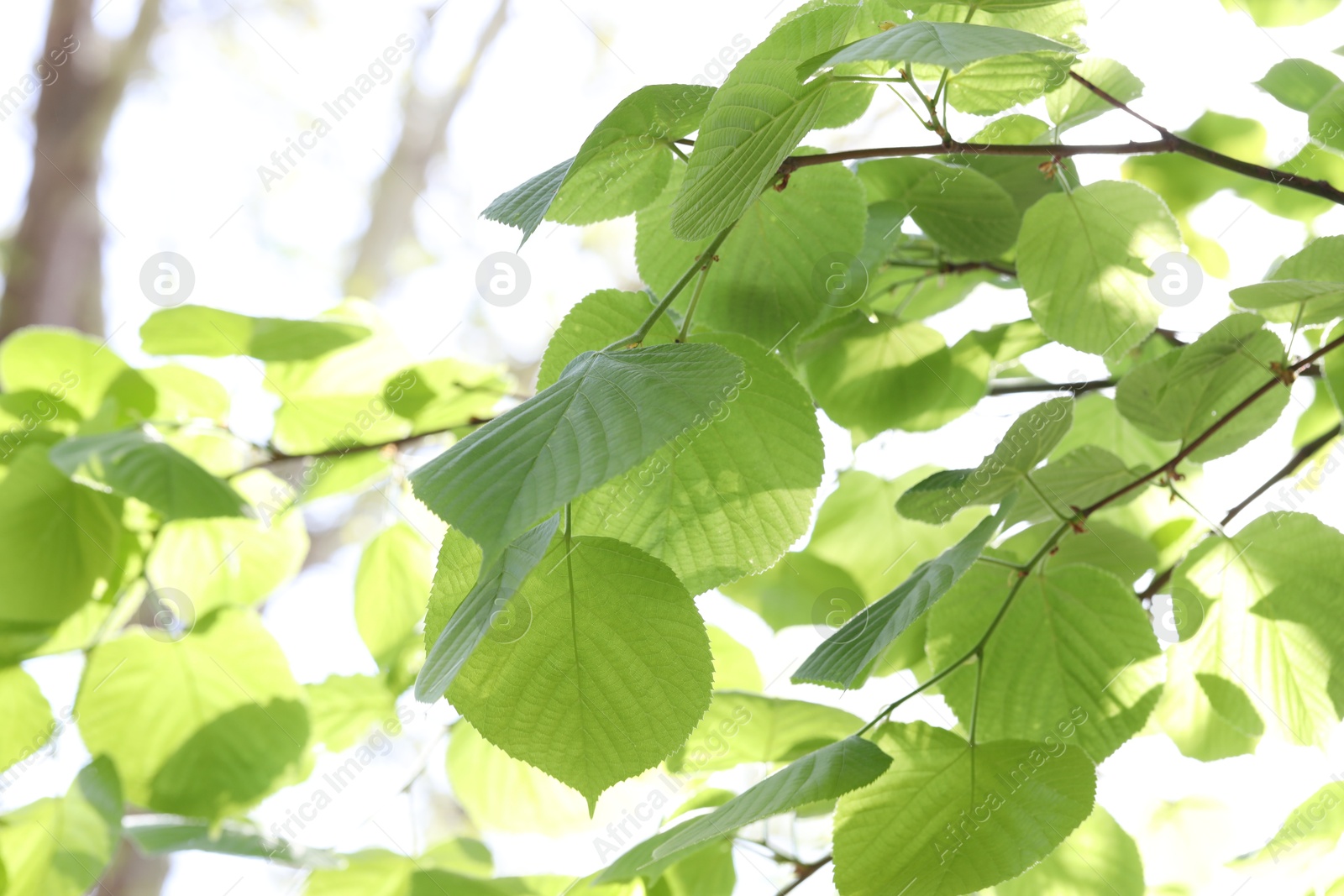 Beautiful tree crown with green leaves as background, closeup Photo of Beautiful tree crown with green leaves as background, closeup