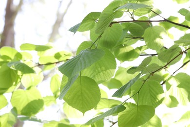 Photo of Beautiful tree crown with green leaves as background, closeup