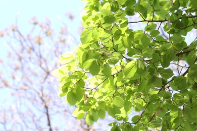 Photo of Beautiful tree crown with green leaves as background, closeup